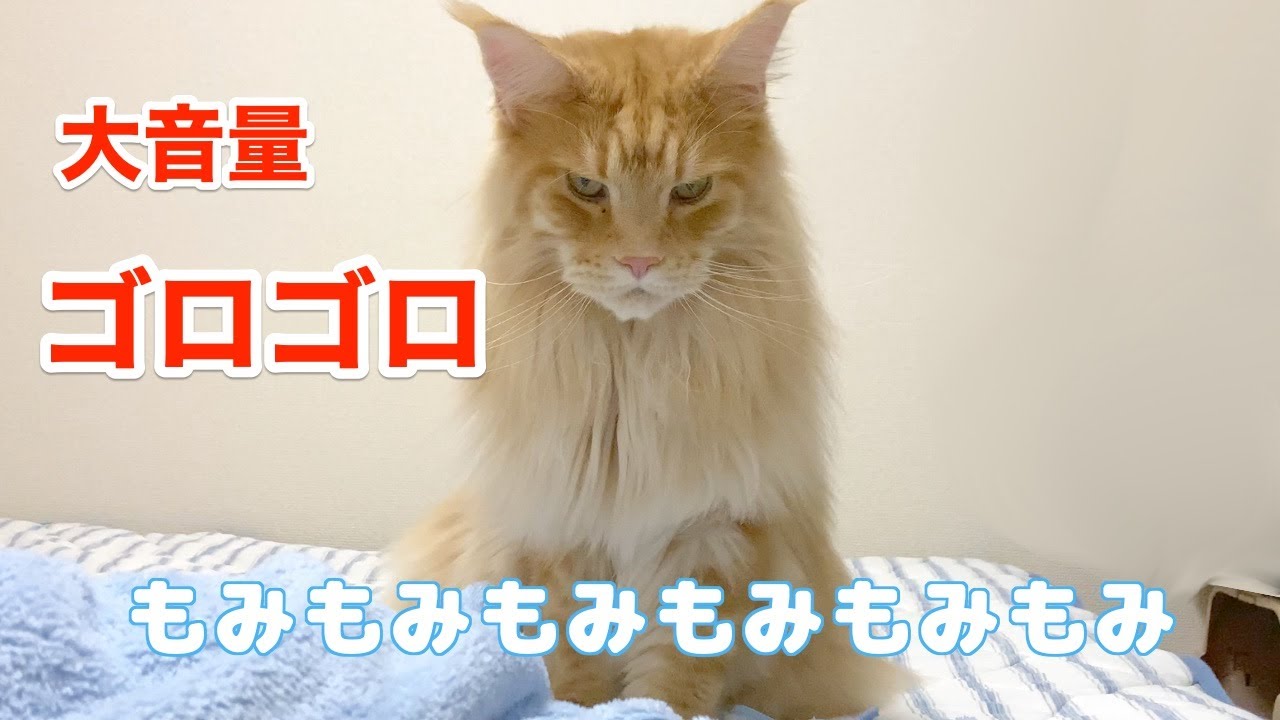 メインクーンのゴロゴロ音（ASMR）は大音量！【大きい猫 メインクーン】