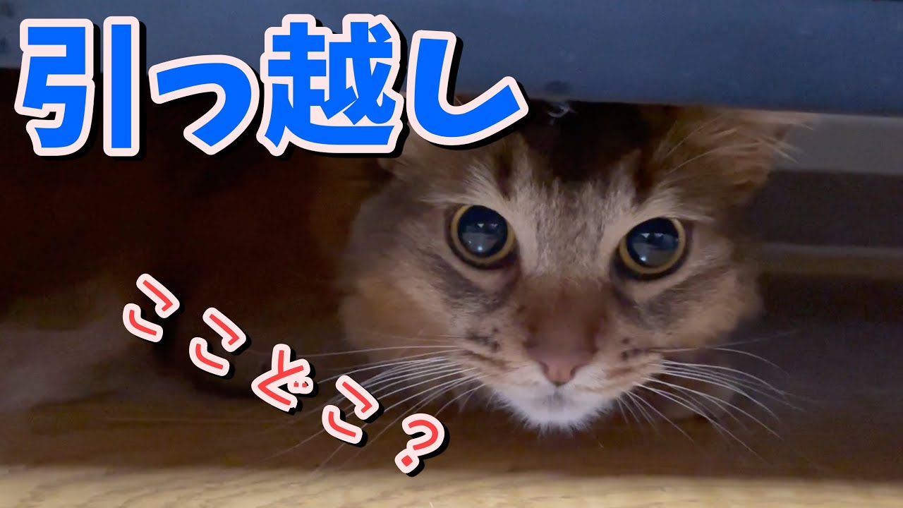 引っ越しをした時の猫反応【ソマリ】