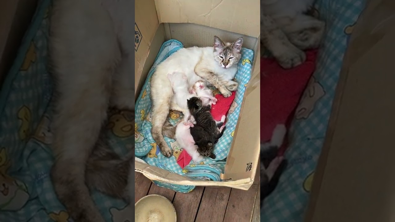三毛猫が産んだ子供の面倒をみるシャム猫　説明なしショート