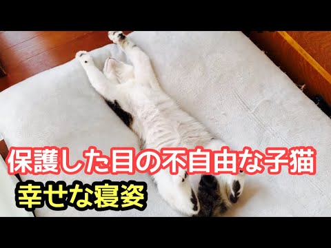 目が不自由なのにひとりぼっちで生き抜いた子猫の幸せな寝姿　恐怖！の猫屋敷　いまだにソーシャルディスタンスな猫たち