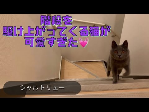 階段を駆け上がってくる猫🐈【シャルトリュー】