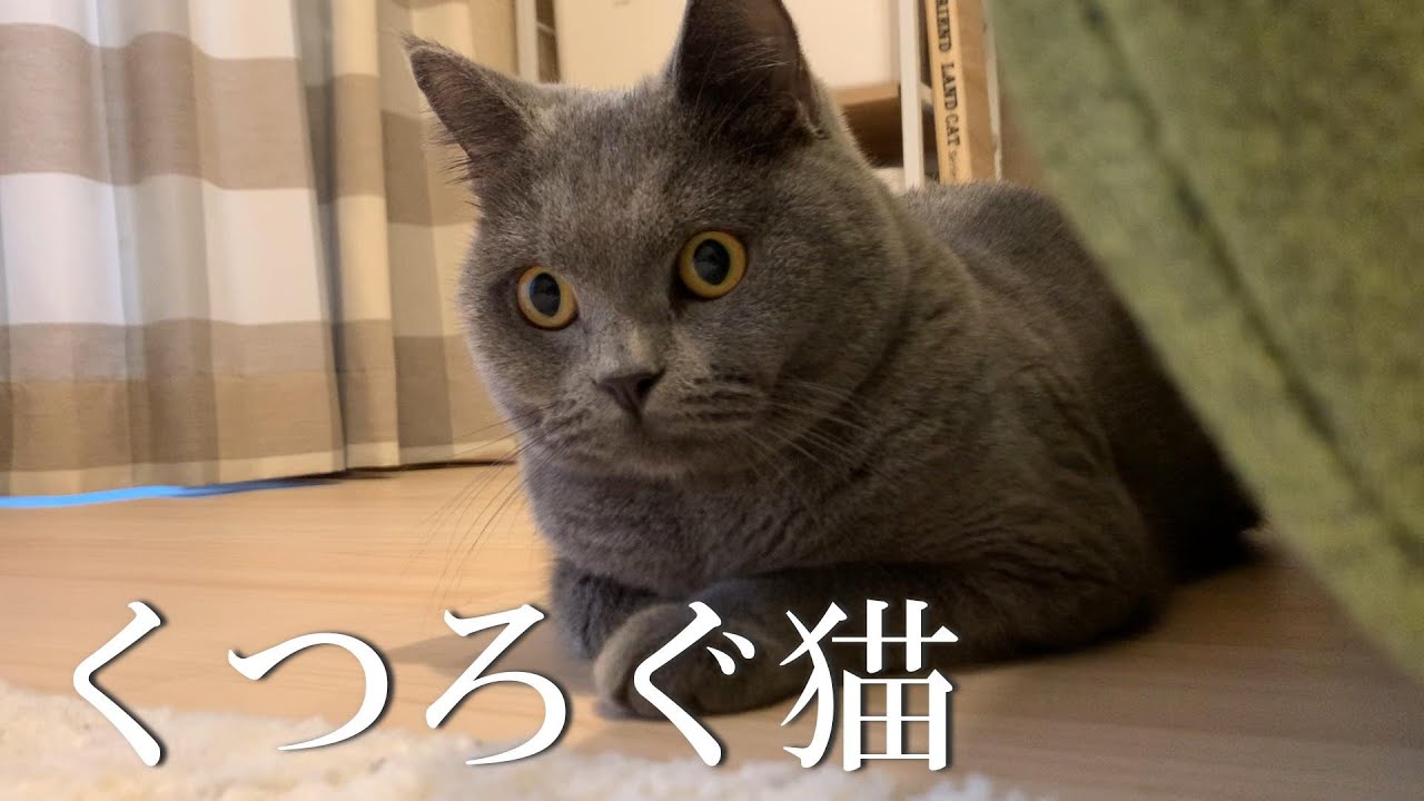 まったりくつろぐ猫の気を引いたら･･･ 【ブリティッシュショートヘア】