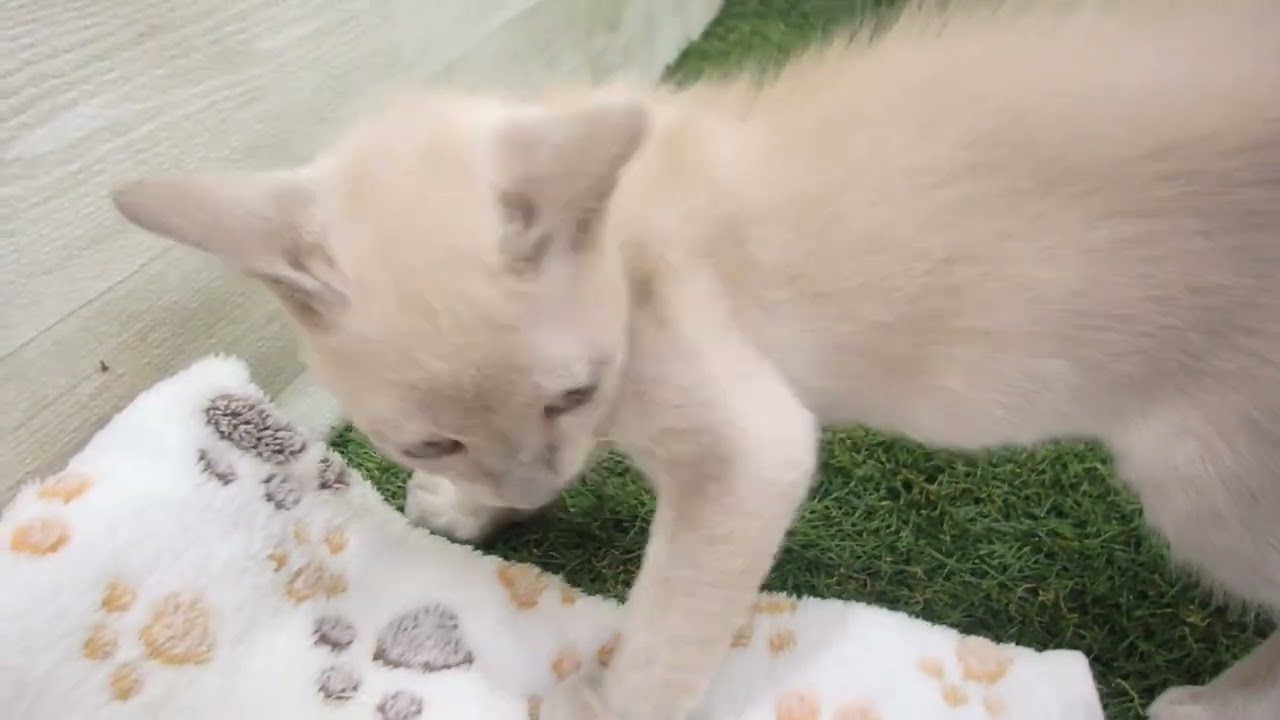 00594611 トンキニーズ