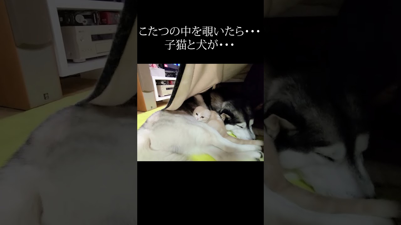 こたつの中のぞいたら子猫とハスキー犬が...#shorts