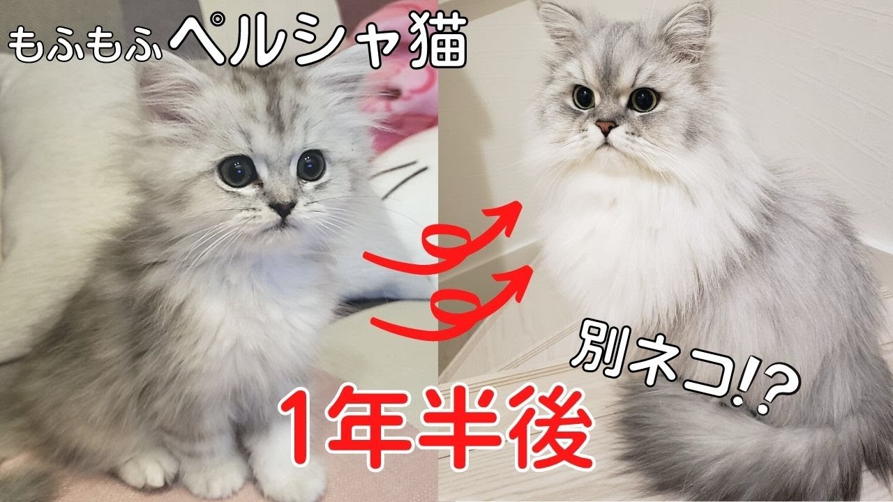 ペルシャ子猫の成長記録★1年半後立派なモフ猫になるまでの成長過程♪