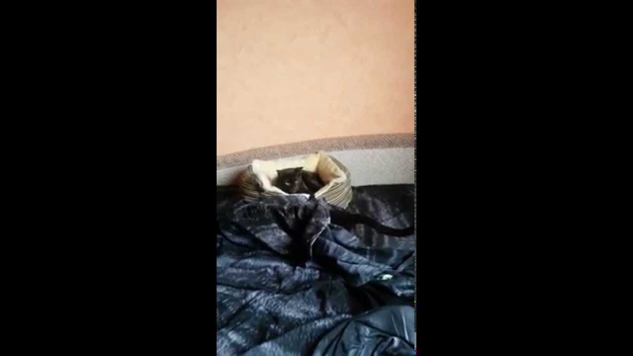 Havana brown cats Gauderic and Tikhon