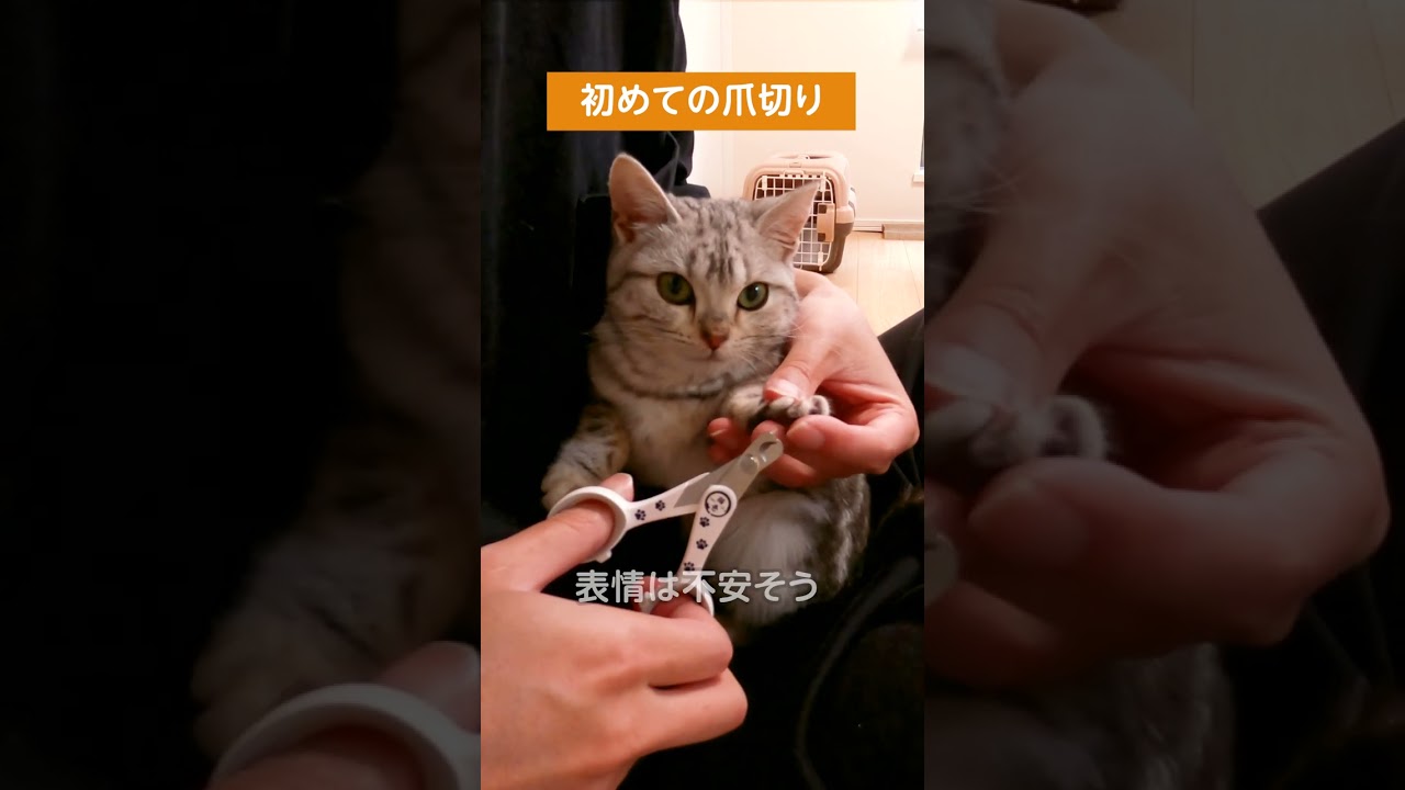 初めての爪切りに挑戦【アメリカンショートヘアー】 #shorts #こねこ #アメショー