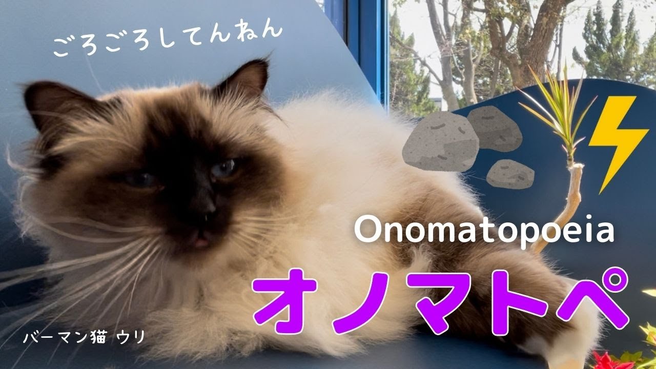ごろごろしているバーマン猫ウリ【オノマトペ】Onomatopoeia（バーマン猫）Birman/Cat