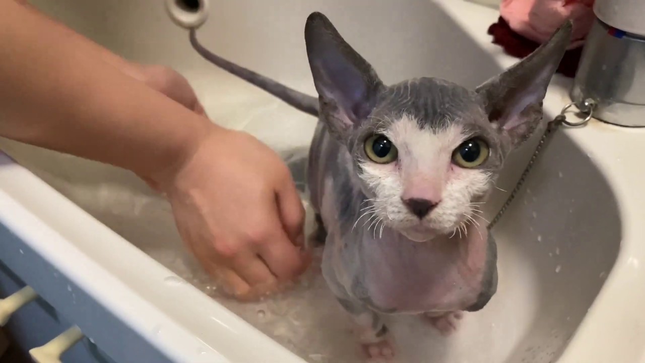 【第7話】無毛猫くぅちゃん、ドキドキシャンプー！お風呂？毛が無い猫を洗うのは簡単？【スフィンクス猫 Love SphynxCat!!】