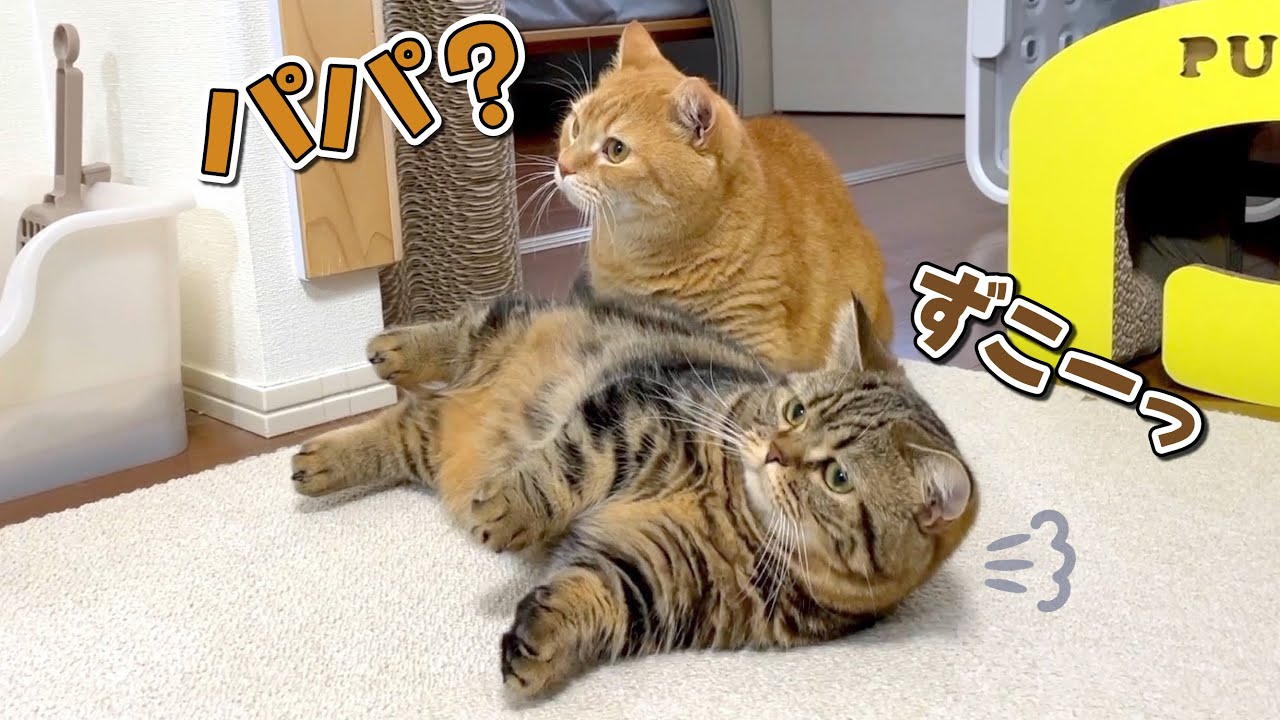 パパが帰ってきたと思ったら別人だったときの猫の反応が面白すぎた！笑