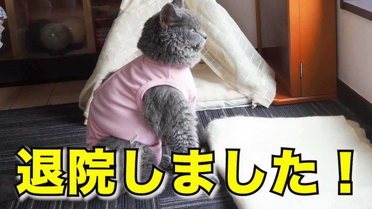 避妊手術を無事に終え、本日退院しました！｜セルカークレックス｜ブリティッシュショートヘア