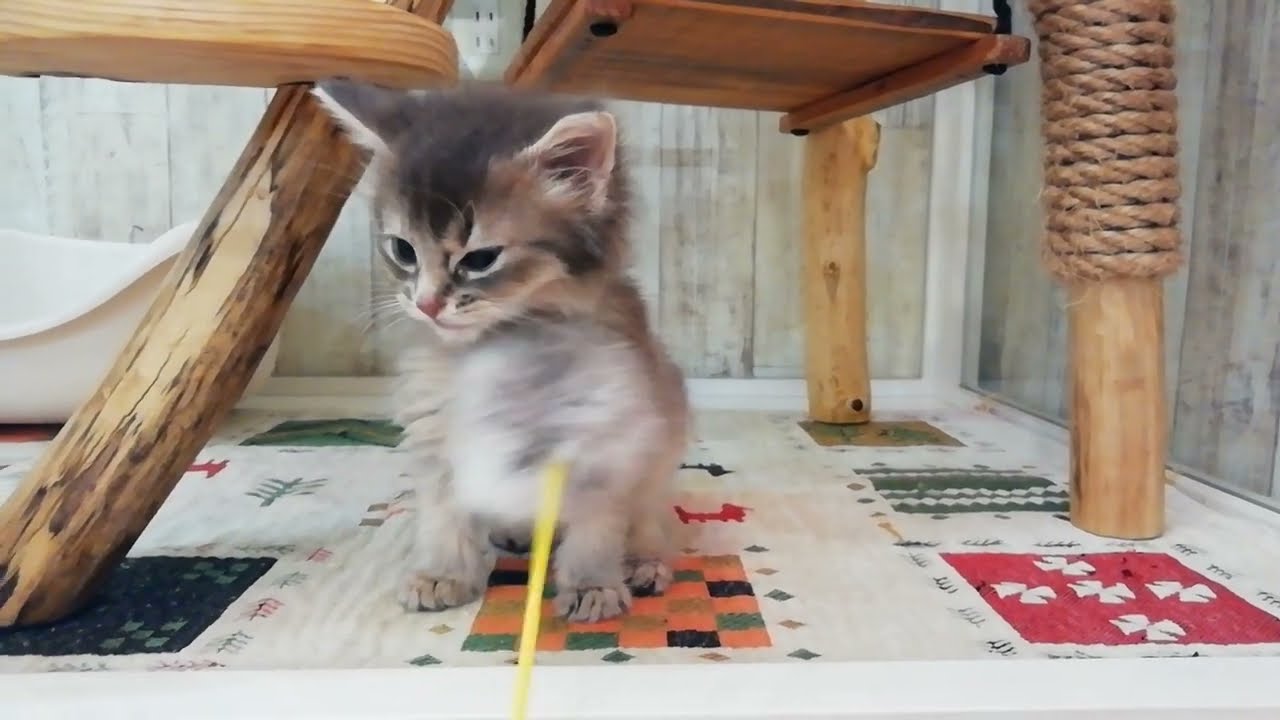 ソマリ　女の子　2022.8.8生まれ