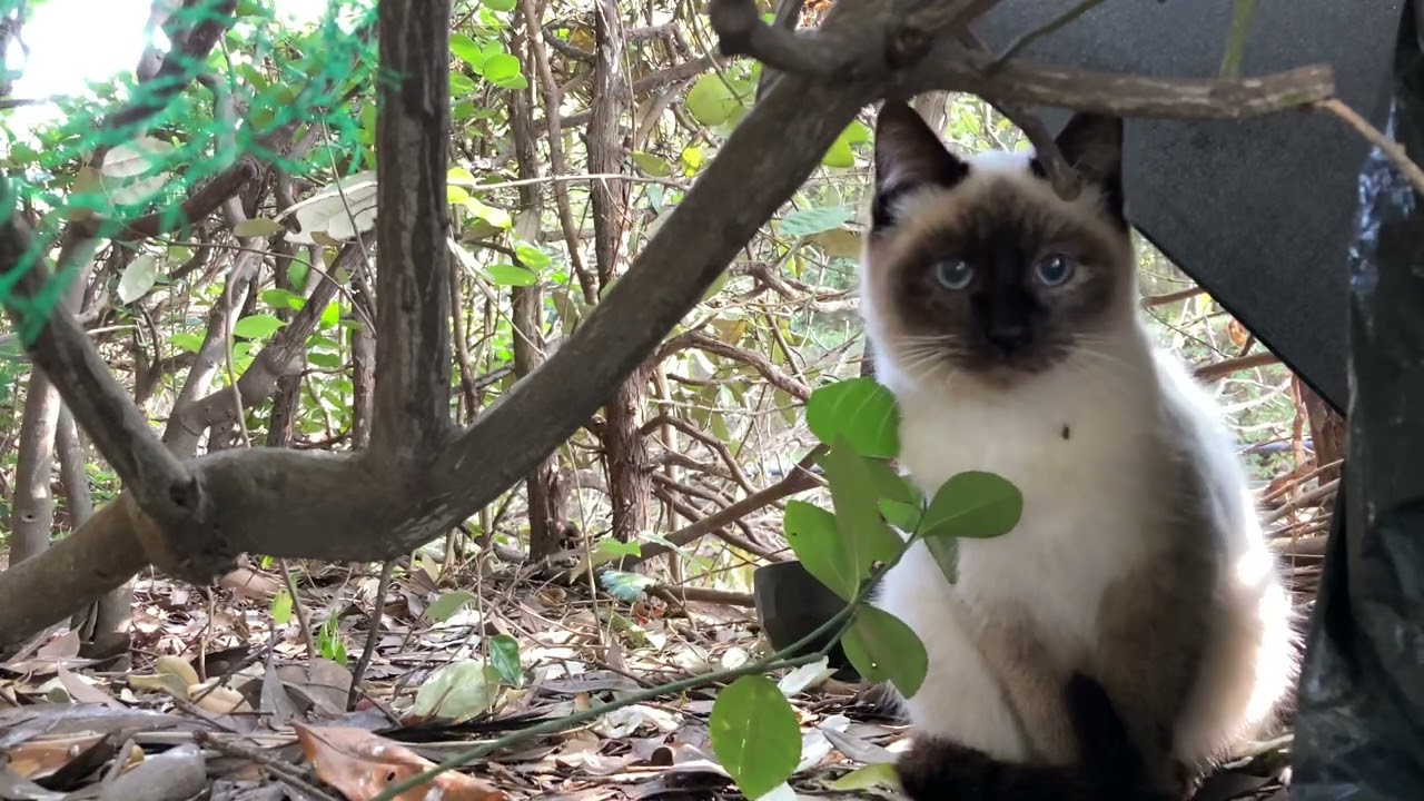 【レア】シャム猫の子猫が現れる
