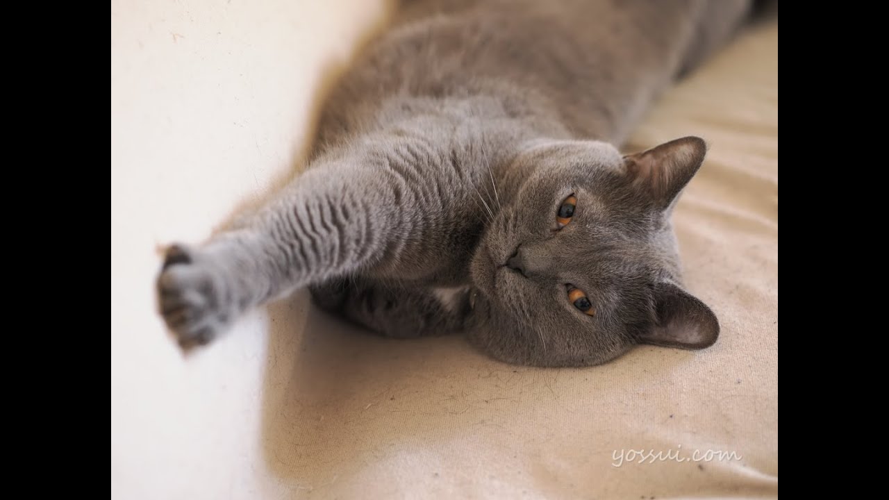 可愛いシャルトリュー なでなでされて気持ち良さそう♪