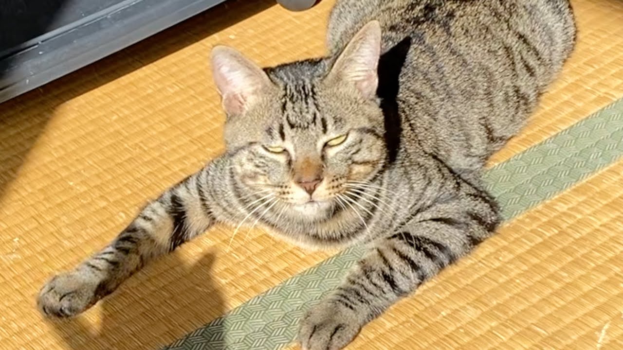 子猫を煽りまくったら凶暴化してブチギレられました...