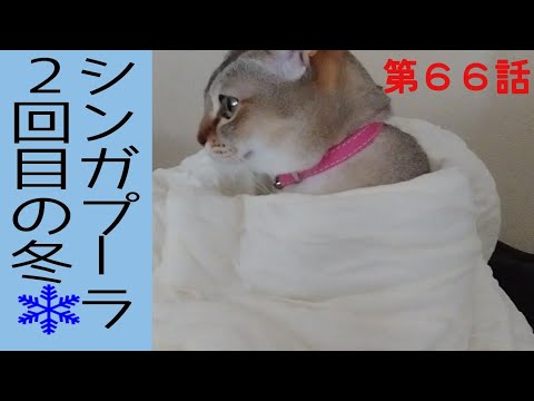 【札幌は冬です】シンガプーラも防寒対策しないとね