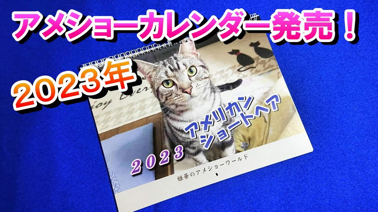 ２０２３年版　姫華のアメショーワールドカレンダー発売！（アメリカンショートヘア）
