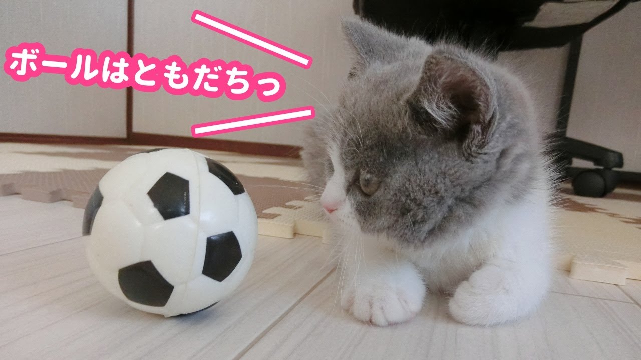 子猫がサッカーボールでドリブルをマスター！？【ブリティッシュショートヘア・生後2ヶ月】-Is the kitten dribbling with a soccer ball?-