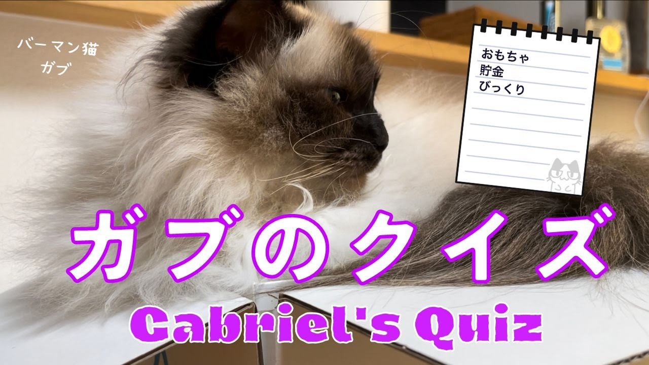 共通点はにゃ〜んだ？【ガブのクイズ】Gabriel's Quiz（バーマン猫）Birman/Cat
