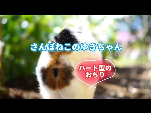 【さんぽねこのゆきちゃん】ゆきちゃん！いつもありがとう。これからも、いっぱいお散歩しようね│熱海│伊豆│日本猫│希少で唯一無二のジャパニーズボブテイルのゆきちゃん