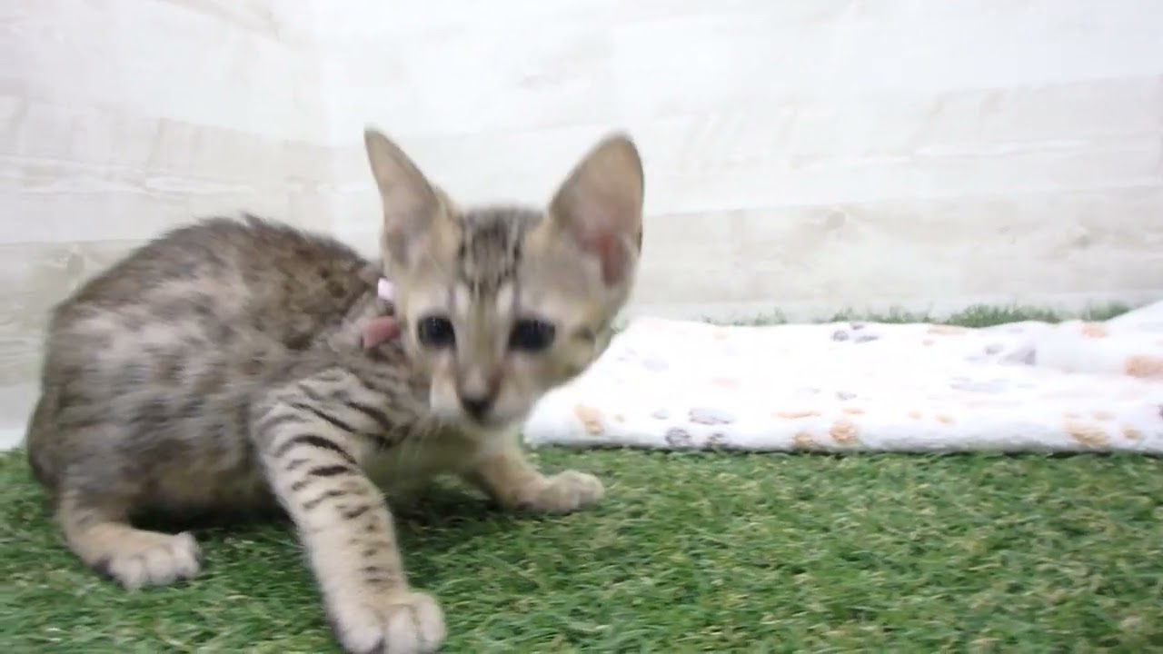 00605202 エジプシャンマウ