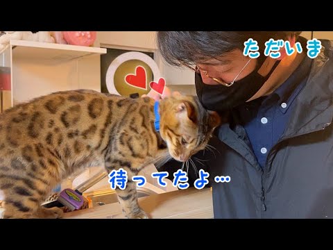 4日ぶりの飼い主にベンガル猫テトが大歓喜です