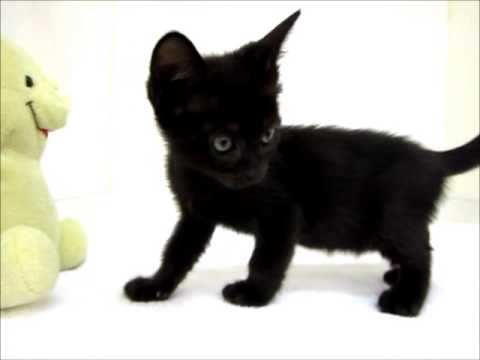 バーミーズ♀セーブル1.10