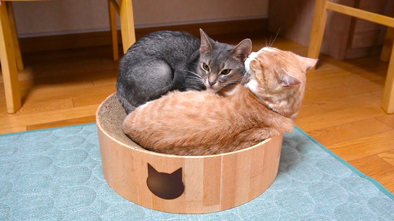 おやすみなさい...【スコティッシュフォールド】【アビシニアン】