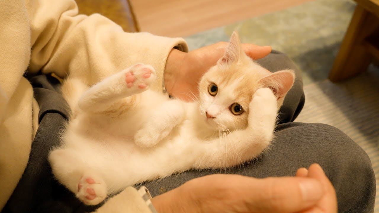 子猫がシェーをして退院したおじいちゃんをお迎えしましたw