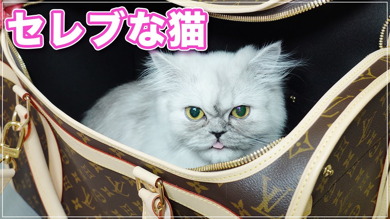 【ステファニーちゃん】セレブな猫さん【チンチラペルシャ】