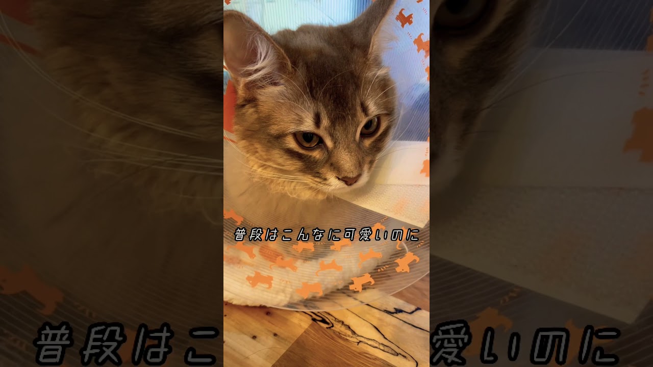 寝顔の癖がすごい猫　#ソマリ　#猫動画 #cat