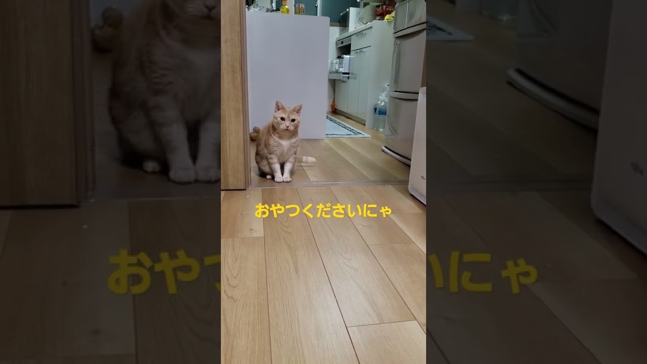 おやつを待つちくわ君❤️#猫#ちくわ君#アメリカンショートヘアー