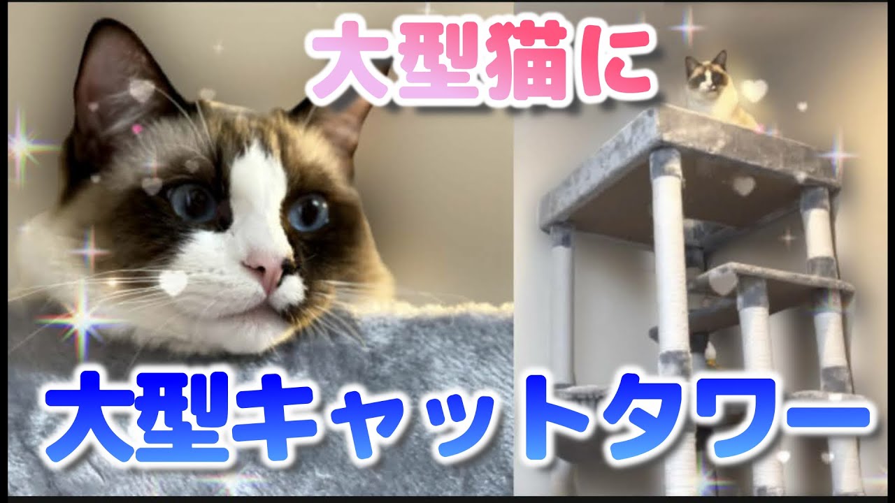 どんくさいラグドールだけど大型キャットタワーに大喜び#ラグドール#キャットタワー#猫