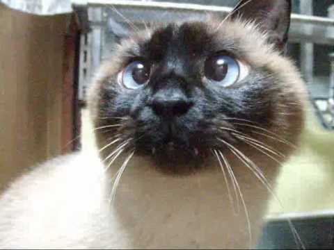 おしゃべりな猫　シャム猫ワっち