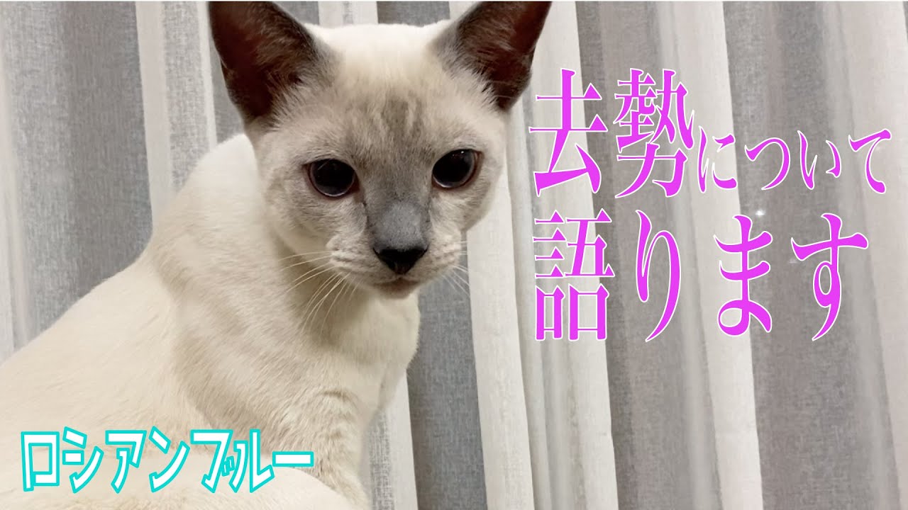 猫ちゃんの去勢について本音で語ります【ロシアンブルー】