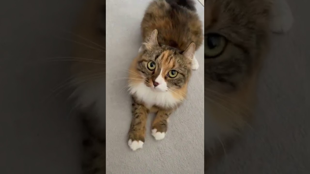 とびかかるねこ　#キンカロー #ねこ #ねこのいる生活 #猫