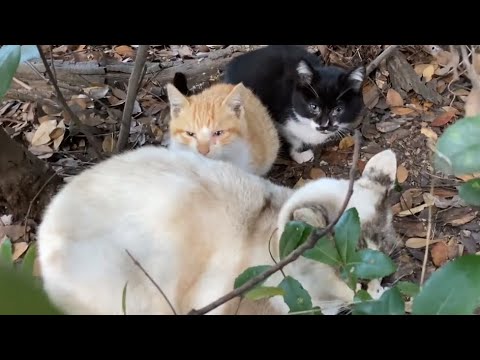 子猫たちは母猫のそばから離れません