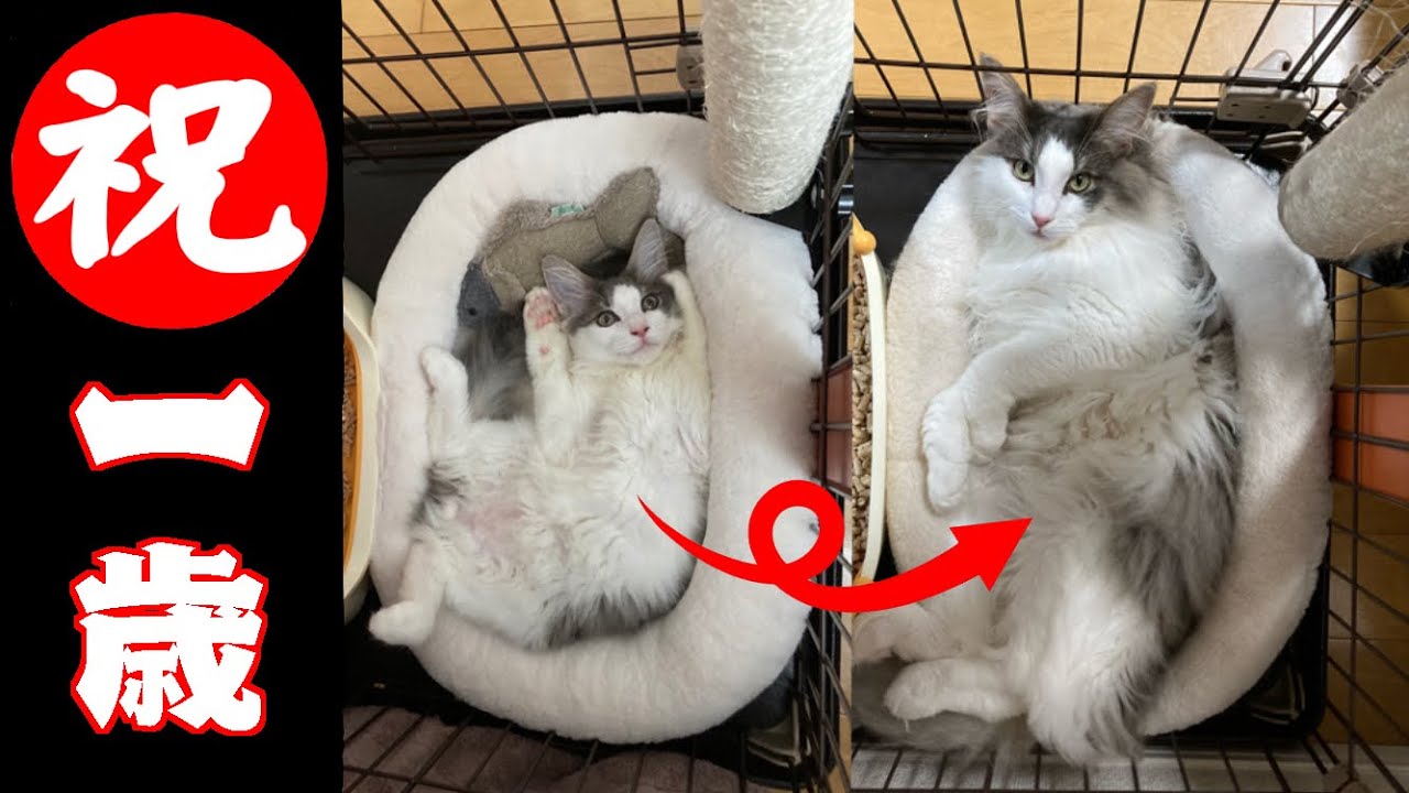 1歳になりました！【メインクーン】