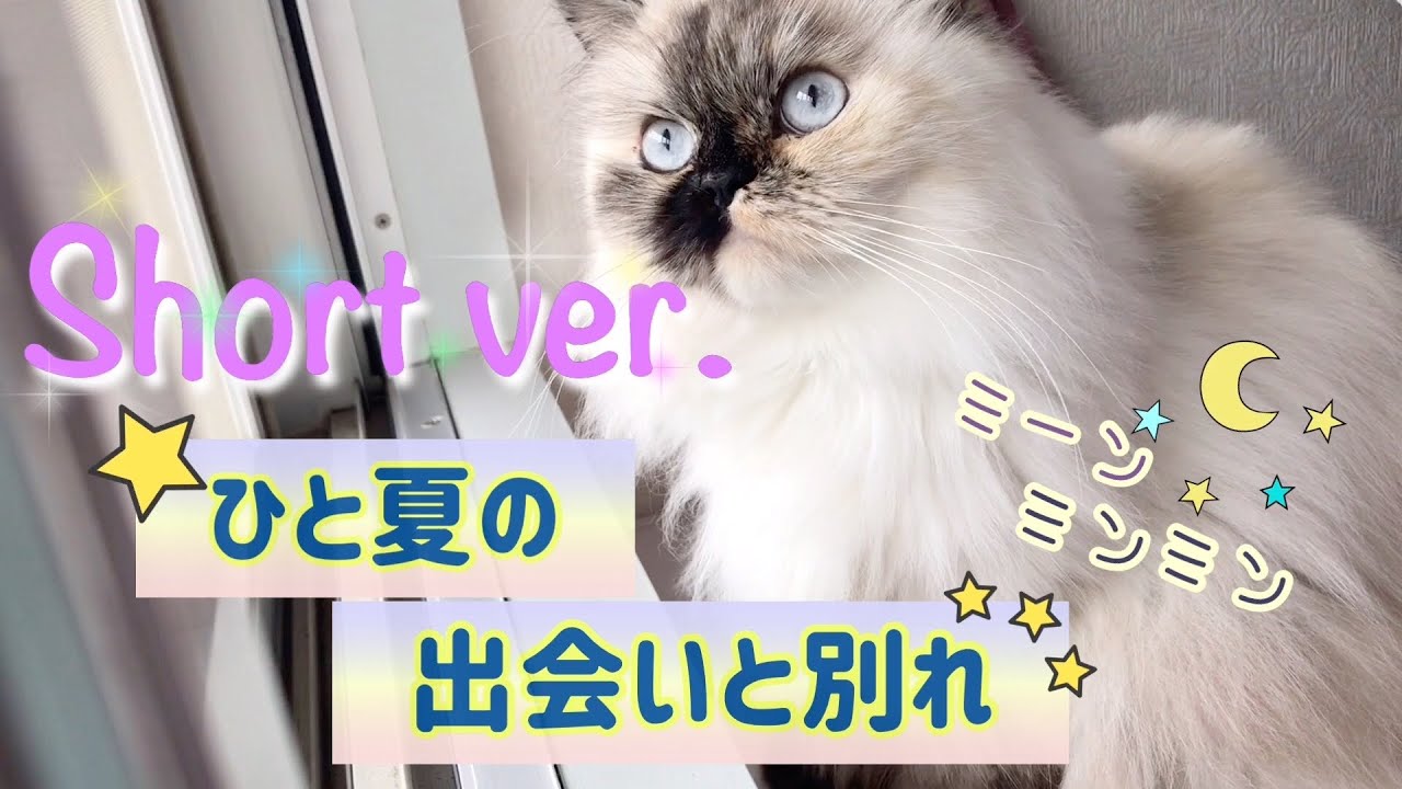 スーパーセミちょいちょい【もふもふヒマラヤン】#Shorts