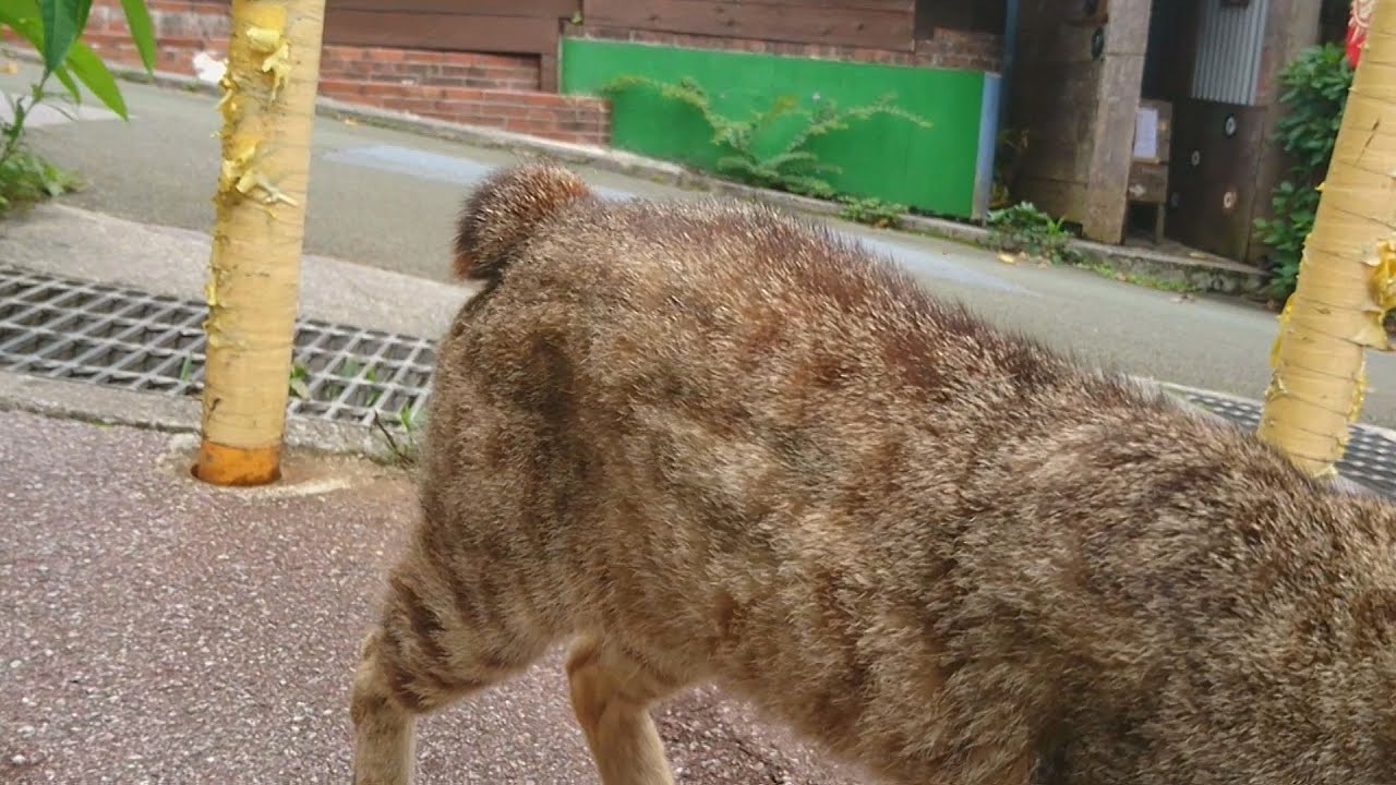 なかなか撮れないボブテイル猫