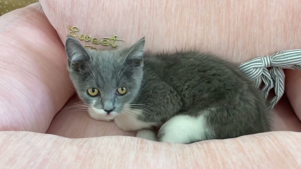 Coo&RIKU　No584392　ブリティッシュショートヘアー