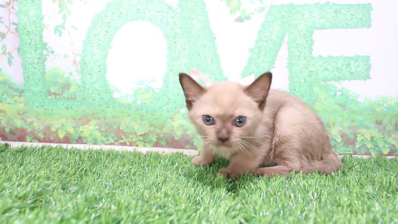 Coo&RIKU　No600594　トンキニーズ