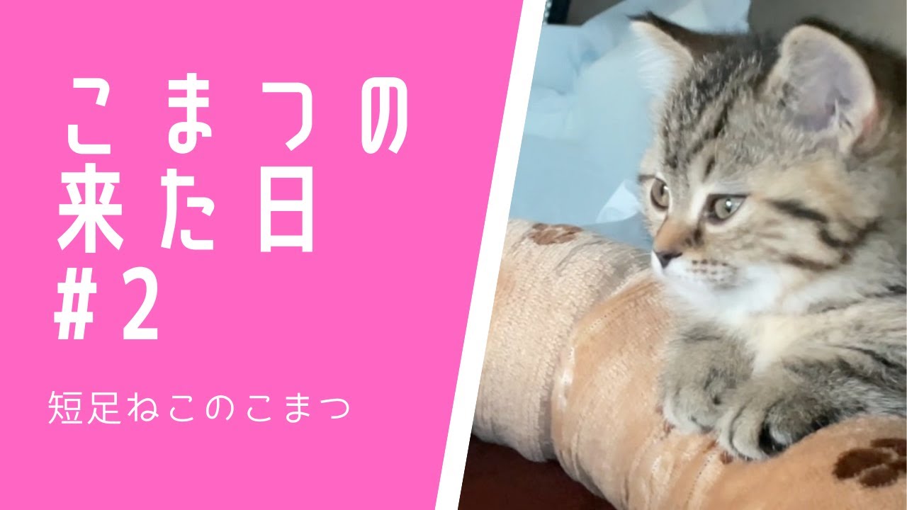 【こまつの来た日#2】はじめてごはんを食べてくれた #Shorts
