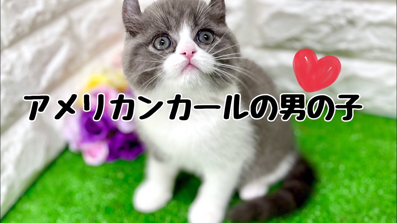 アメリカンカールの子猫　（平野瓜破）