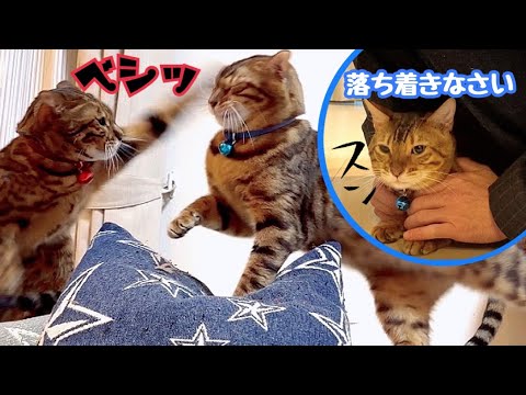 メス猫に興奮したオス猫はこうやって落ち着かせます