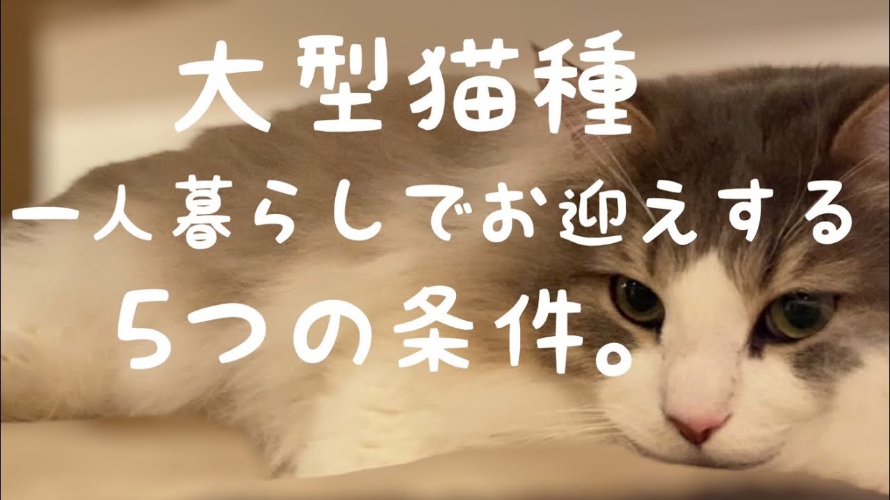 一人暮らしでも大型猫は飼えます！！5つの条件さえクリアしたら🐱✨【ノルウェージャンフォレストキャット】