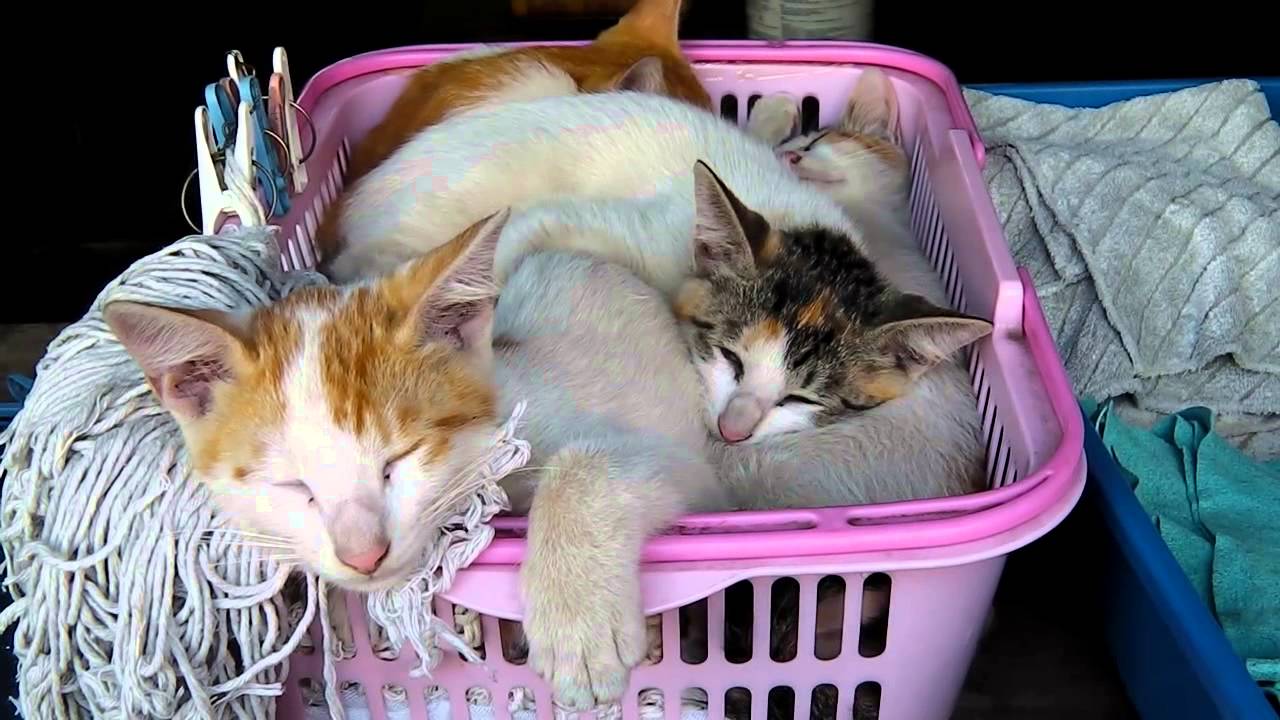 【猫編】眠る子猫四匹