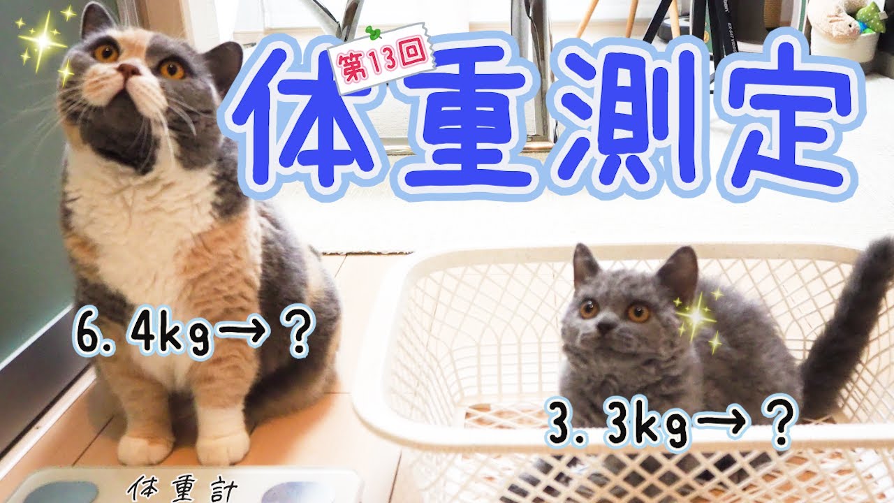 結果にコミット！ぶっちゃんのダイエット大作戦！｜セルカークレックス｜ブリティッシュショートヘア