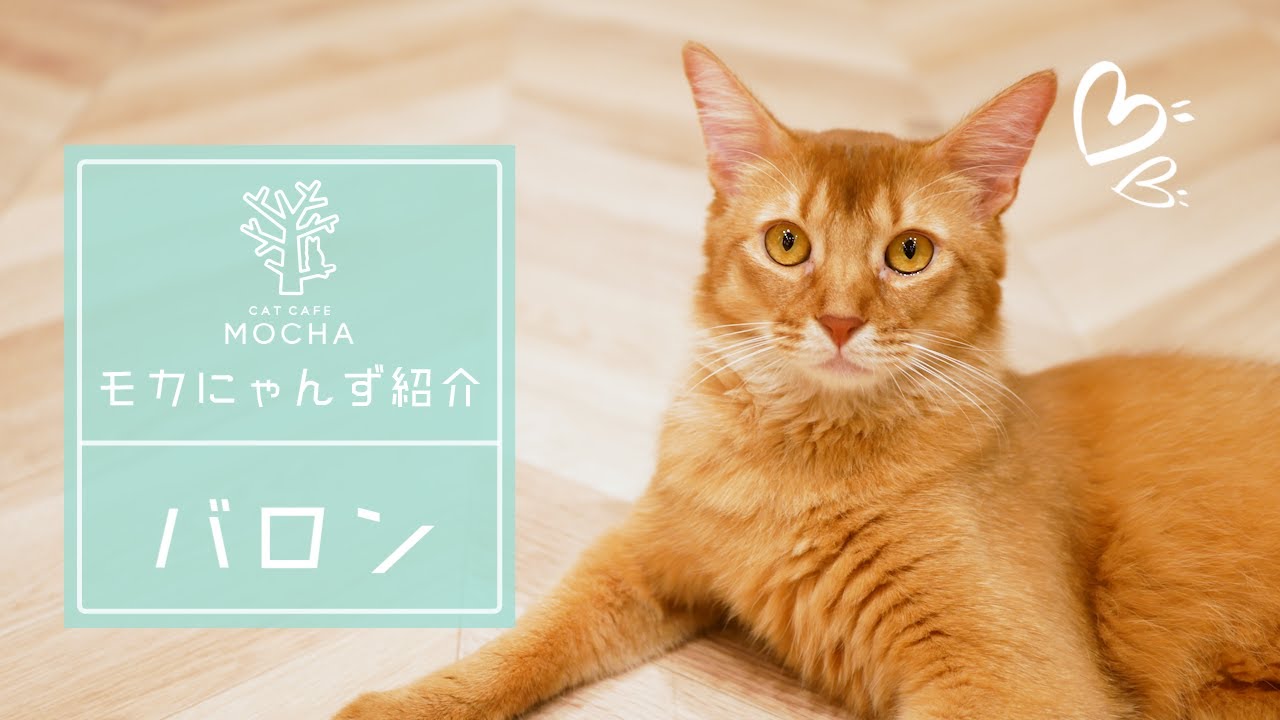 バロン（ソマリ♂）イオンモール岡山店