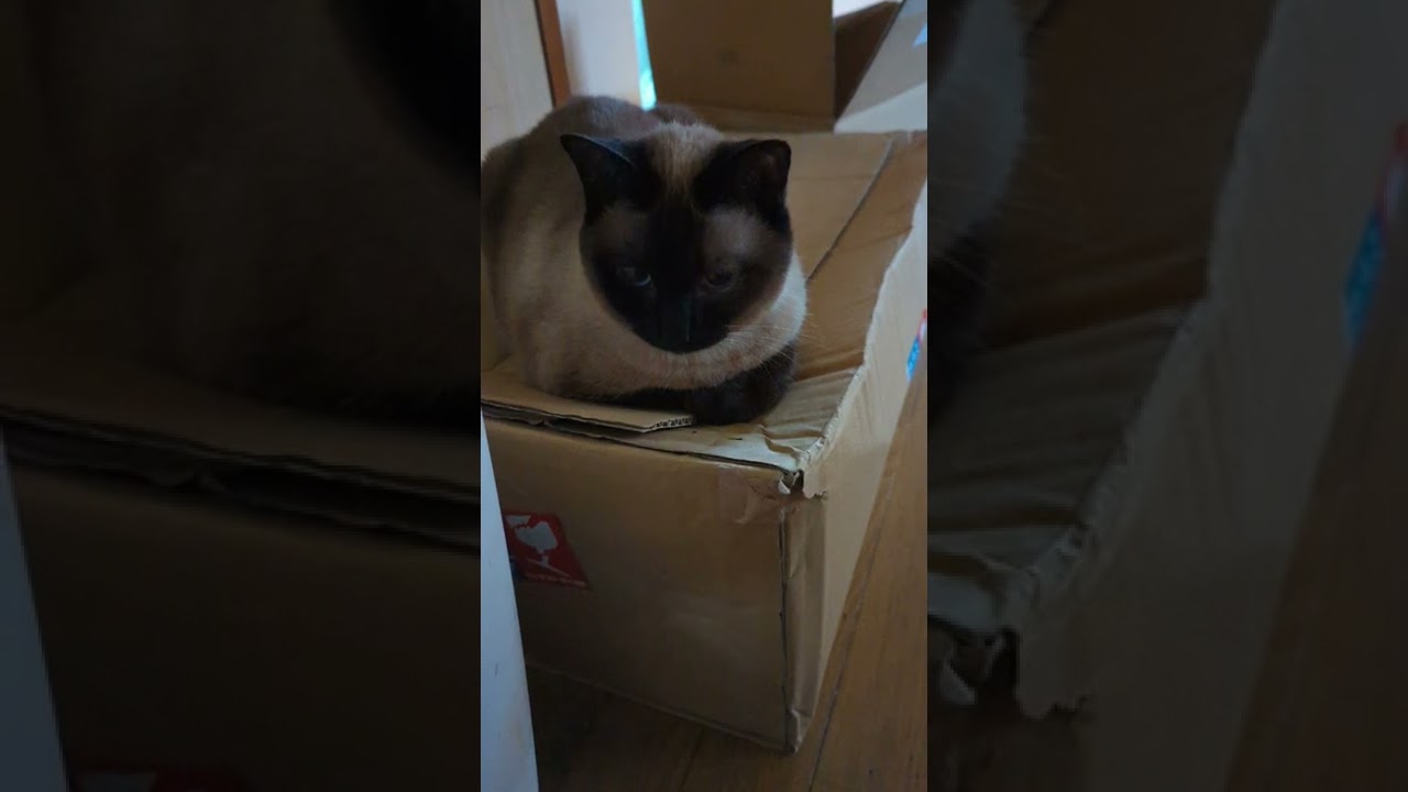 シャム猫と箱 - cats and a box - #Shorts